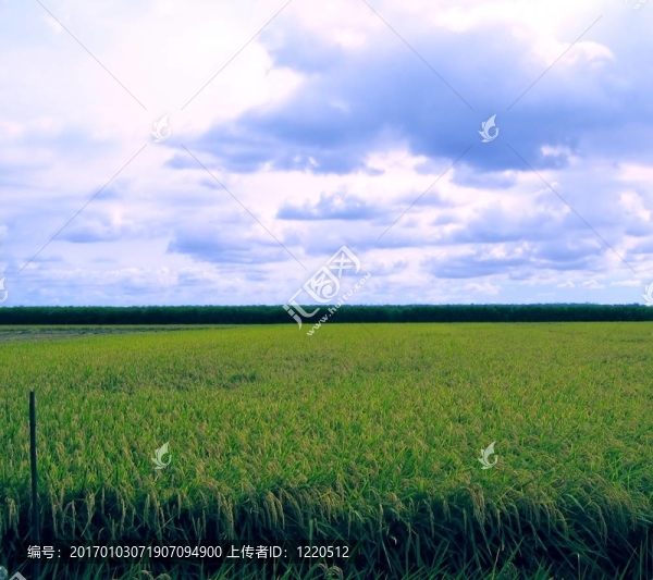 稻田