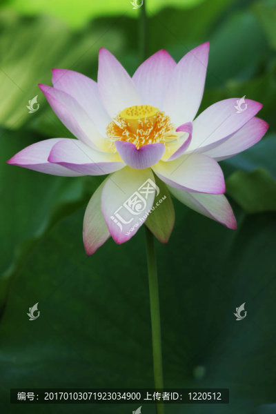 蓮花