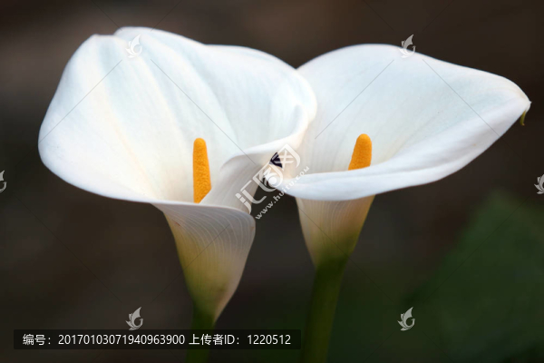 花夫婦