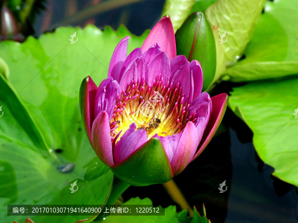 水百合花