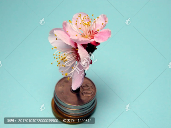 朵朵的錢