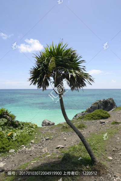 棕櫚和海