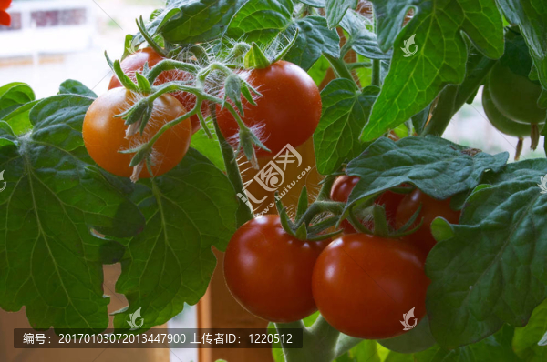 西紅柿