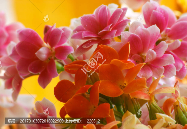 花長壽花