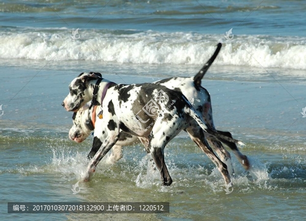 大丹犬