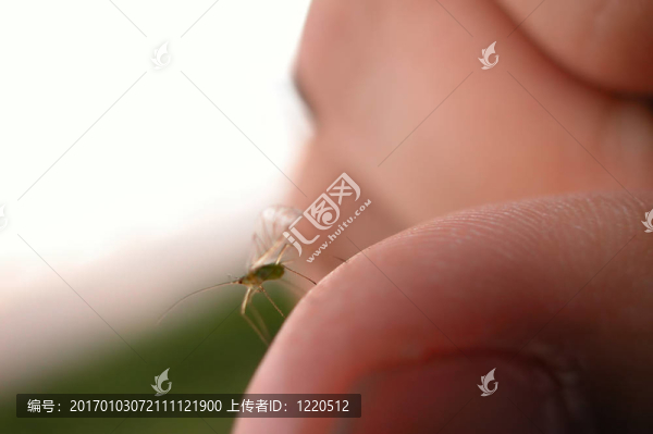 綠色昆蟲
