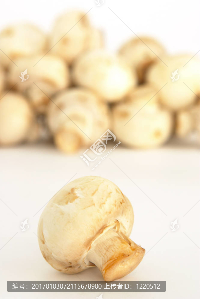 蘑菇2
