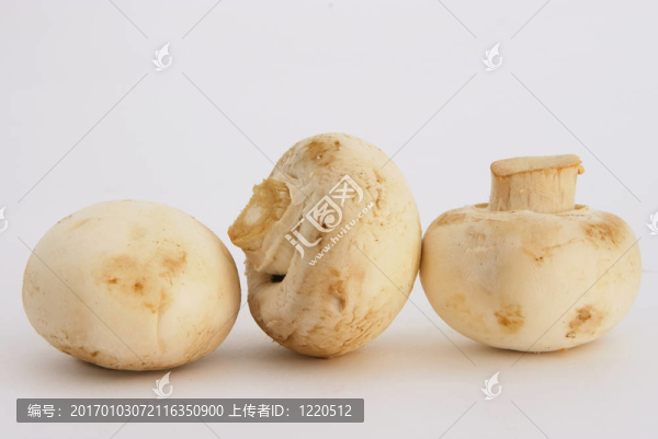 蘑菇4