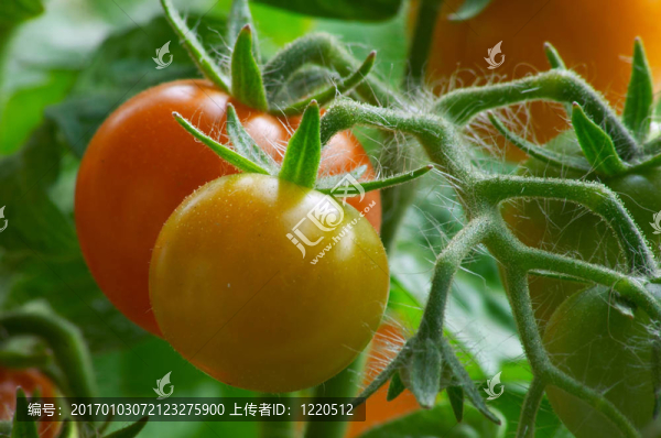 西紅柿