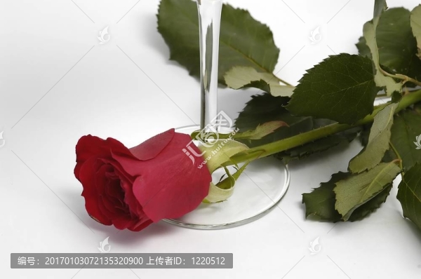 玫瑰