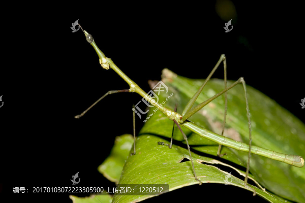 竹節(jié)蟲厄瓜多爾