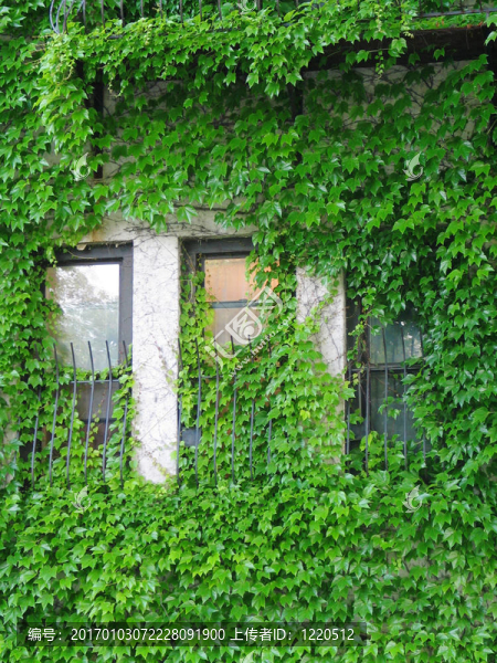 常春藤