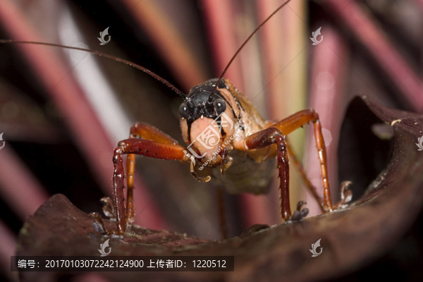 紅蝗