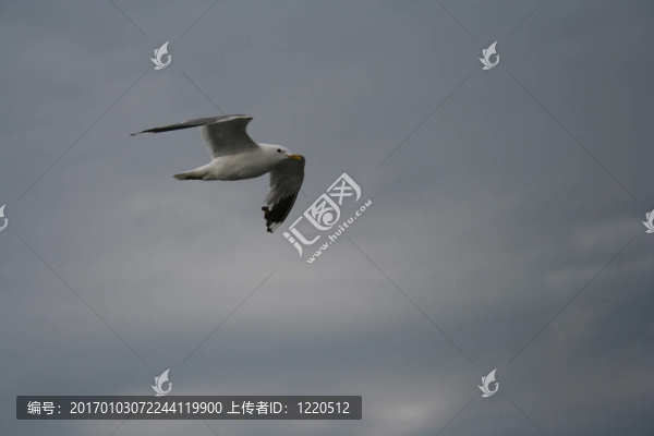 海鷗