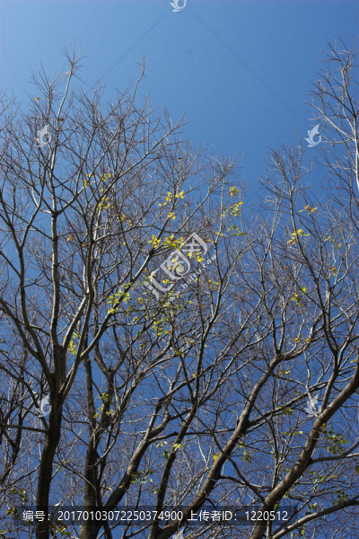 樹(shù)6