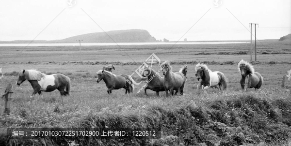 冰島馬