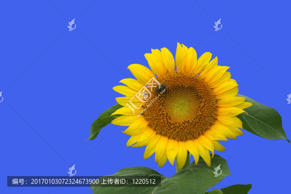 孤立的向日葵