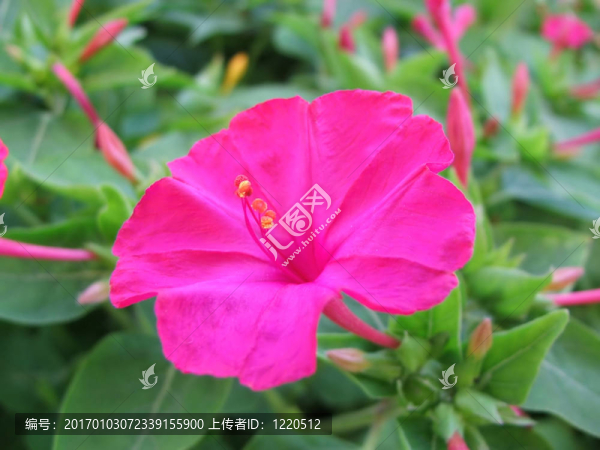 粉紅色的花