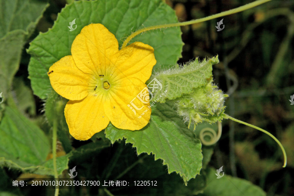 黃瓜花