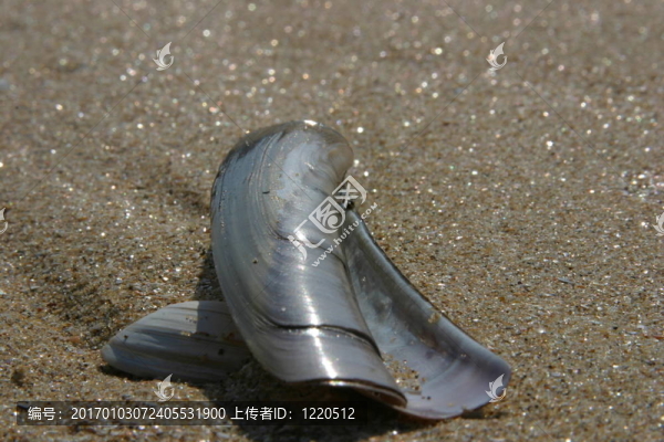 海灘上的貝殼