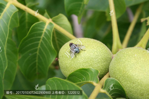 核桃樹上的蒼蠅