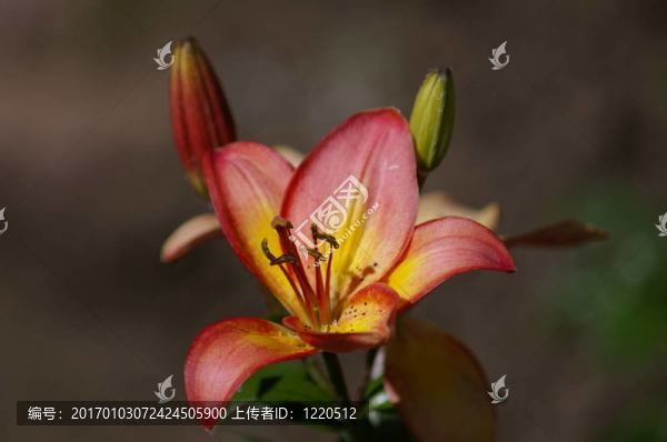 紅百合