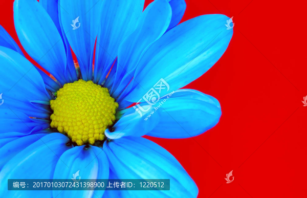 藍(lán)色的花