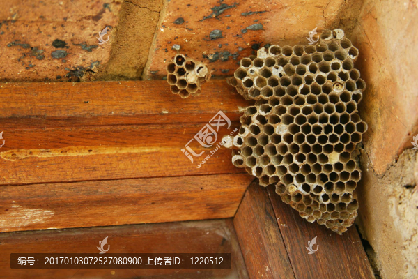蜂房