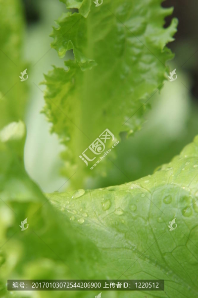 生菜2