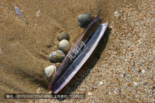 海灘上的貝殼