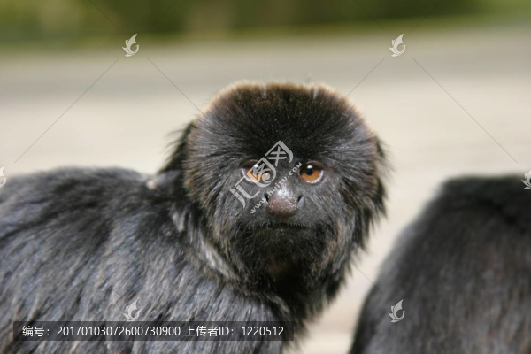 goeldii的猴子