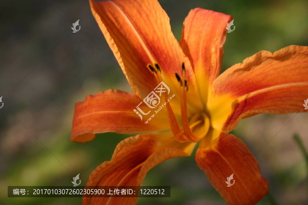 老虎百合