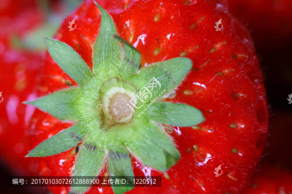 草莓-匯圖網(wǎng) www.fosd68.com 草莓