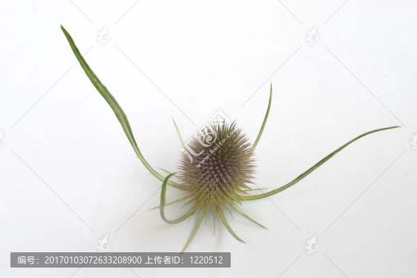 Teasel的頭