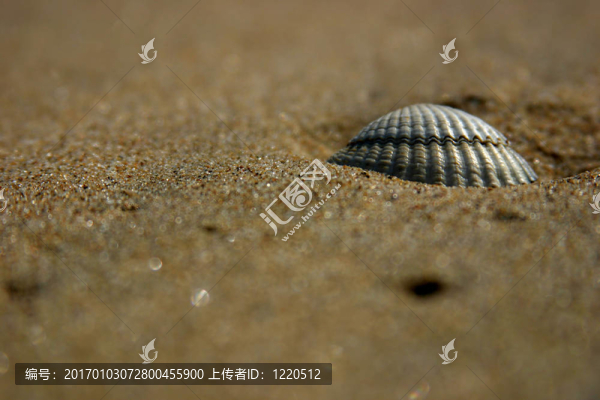 海灘上的貝殼
