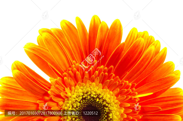 格柏雛菊