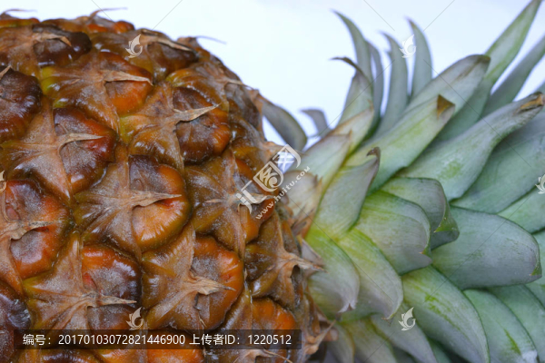 菠蘿
