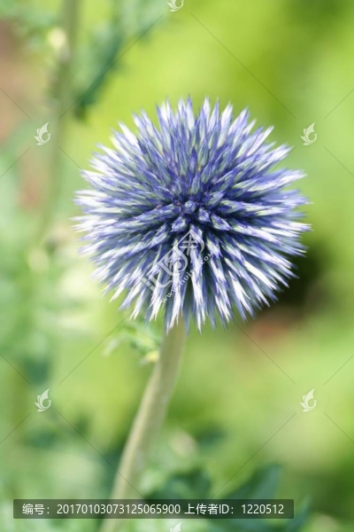 球薊