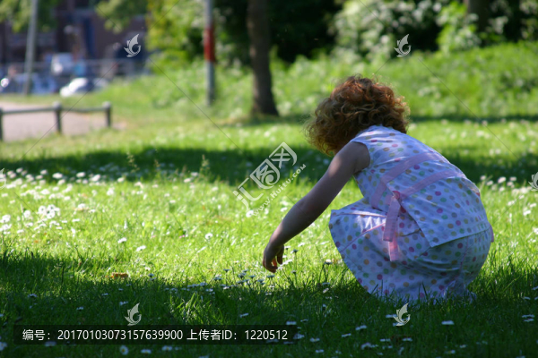 采摘雛菊