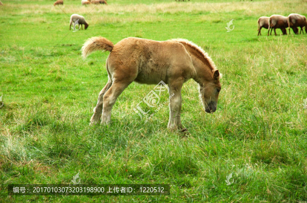 Colt；馬；小馬駒。