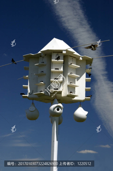 紫色的Martin,Birdhouse
