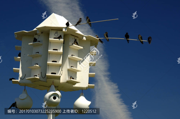 紫色馬丁鳥屋
