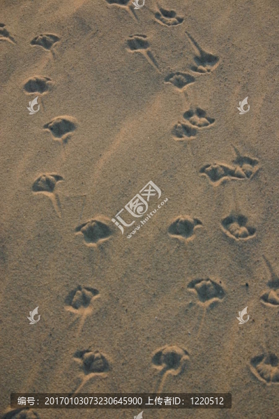 海鷗照片