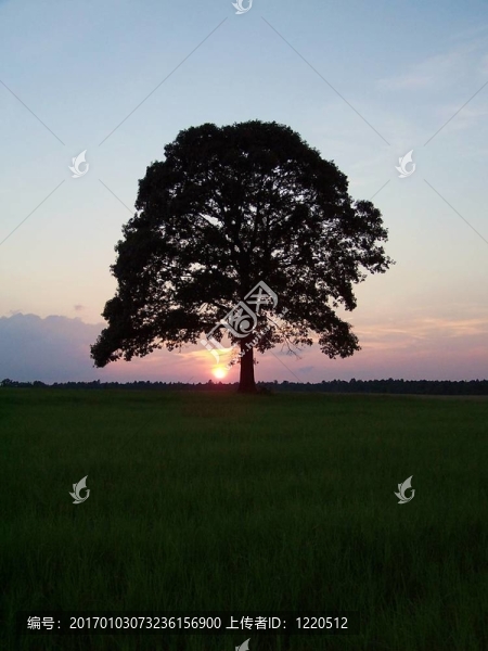 日落樹-匯圖網(wǎng) www.fosd68.com 日落樹