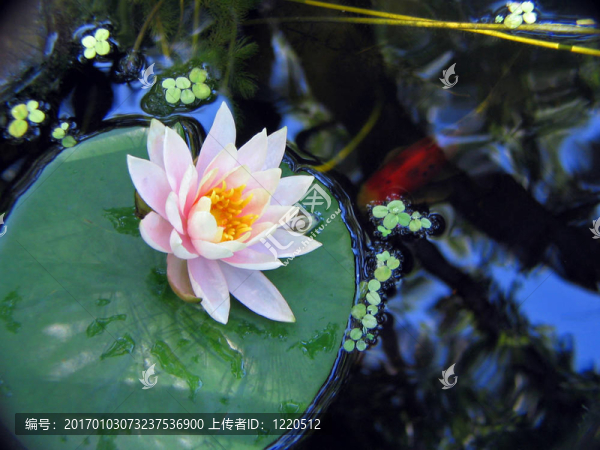 莉莉和魚(yú)
