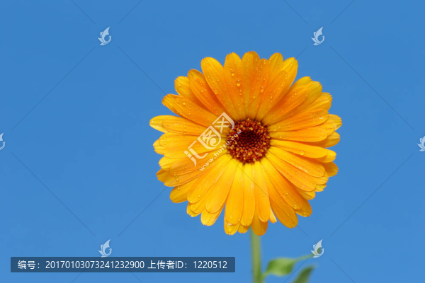 黃色的花和藍色的Gerber