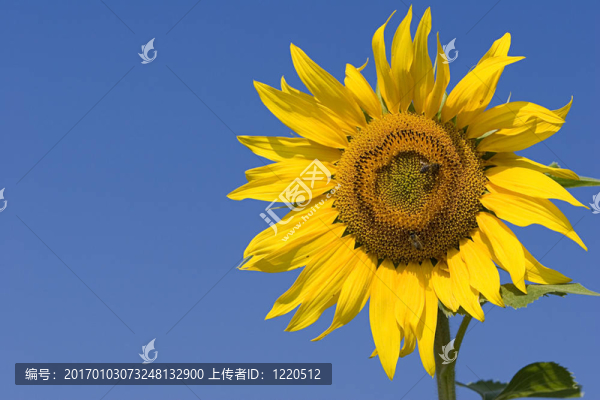 向日葵