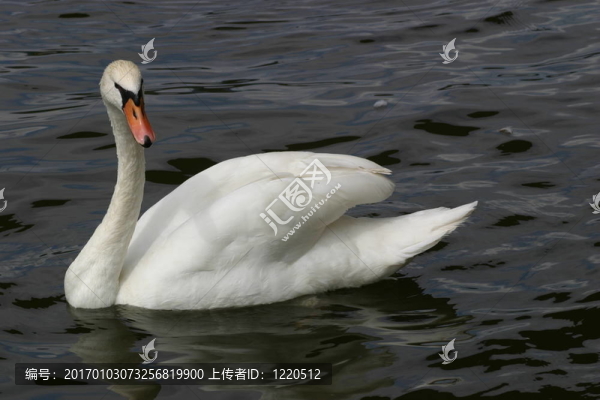 天鵝