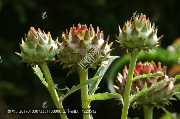在花園里thisle。