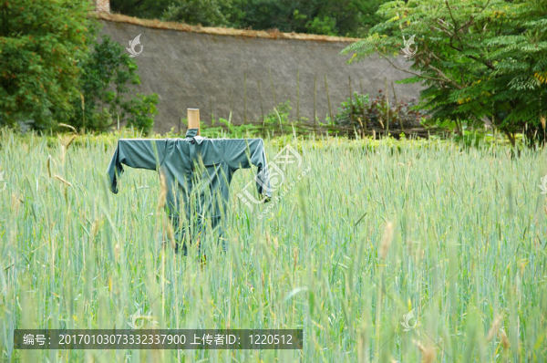 在玉米地里的稻草人。